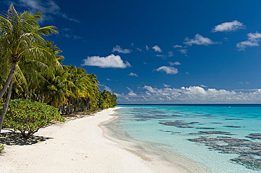 白色,沙滩,棕榈树,蓝色海洋,土阿莫土群岛,法属玻利尼西亚
