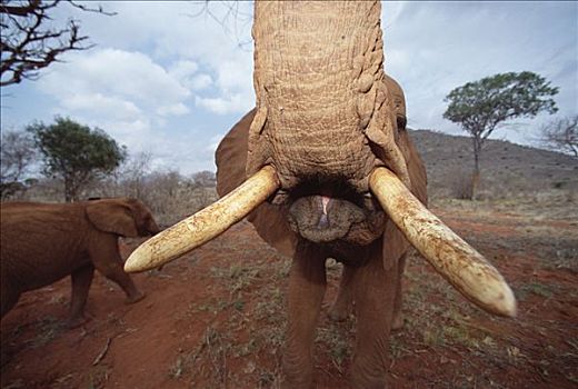 非洲象,孤儿,展示,獠牙,东察沃国家公园,肯尼亚