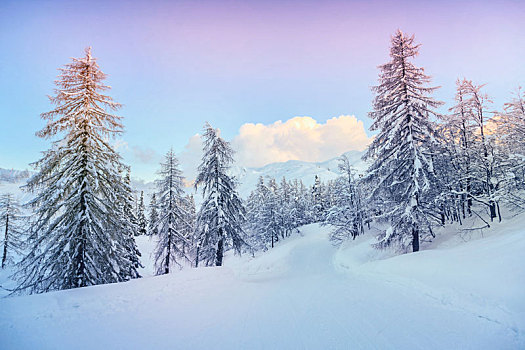 冬季风景,靠近,鸟,滑雪,中心