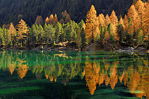 落叶松,秋色,反射,湖,瑞士,欧洲