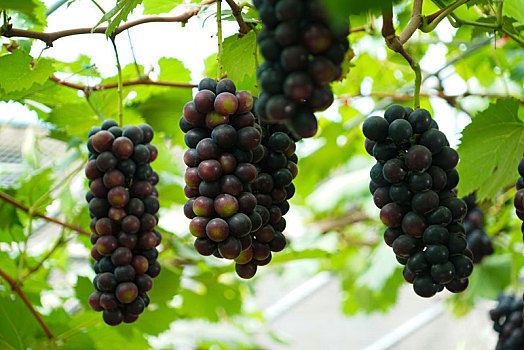 葡萄熟了,果粒丰满
