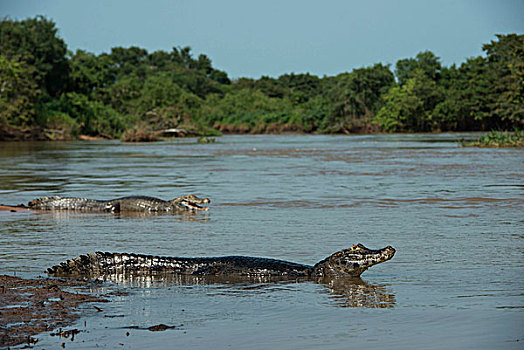 宽吻鳄,北方,潘塔纳尔,巴西