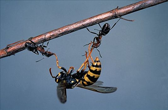 蚂蚁,蚁科,两个,死,黄蜂,欧洲
