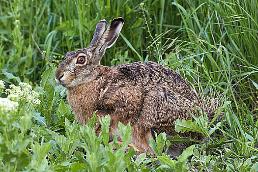 野兔,新希德尔湖,布尔根兰,奥地利,欧洲