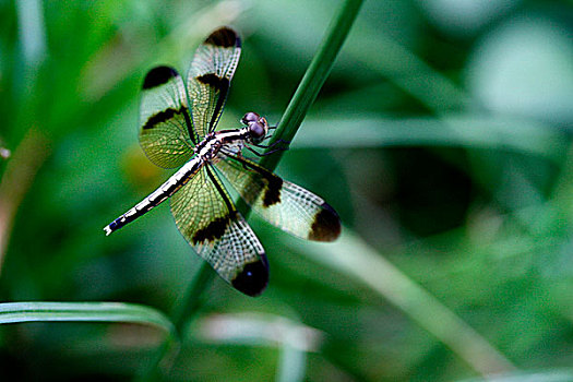 特写,蜻蜓,达卡,孟加拉,八月,2008年