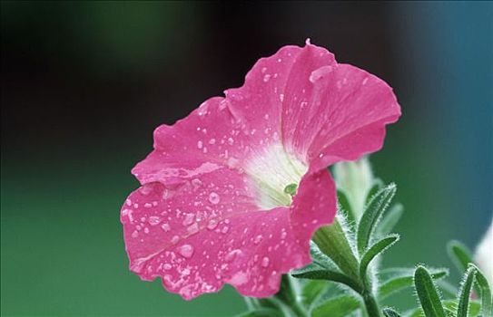 矮牵牛花属植物,花,雨滴