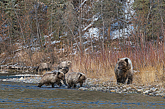 大灰熊,母熊,幼兽,棕熊,捕鱼,枝条,河,生态,自然保护区,育空地区,加拿大
