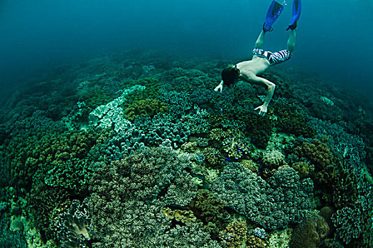 水下呼吸管,游泳,珊瑚礁