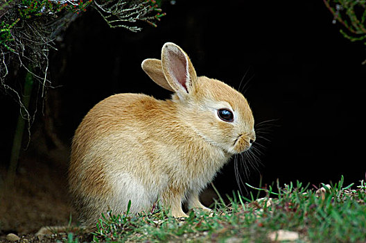 欧洲兔,兔豚鼠属,费吕沃,国家公园,格尔德兰,荷兰