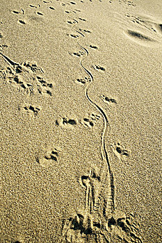动物脚印,沙子,全画幅
