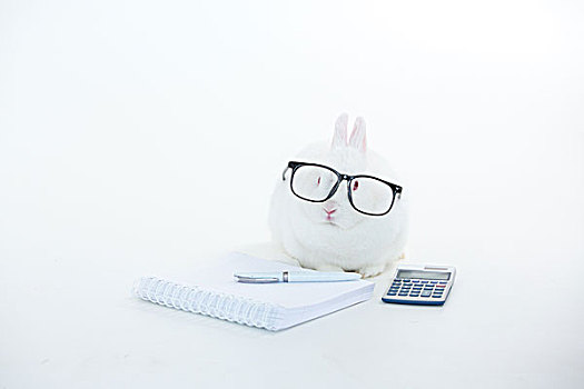 白色,兔子,穿,人,玻璃,静止,计算器