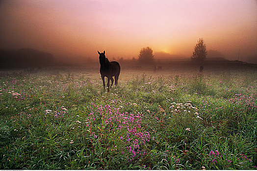 马,地点,黎明,靠近,艾伯塔省,加拿大