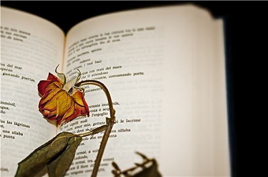 特写,干燥,玫瑰,翻书,页面