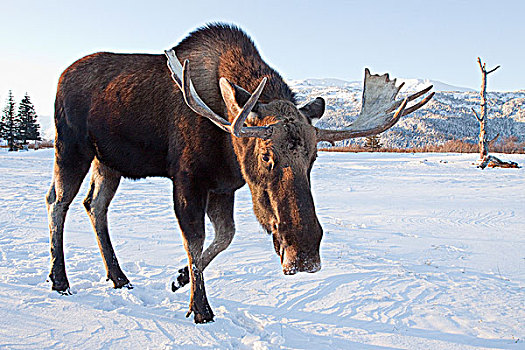 成年,驼鹿,走,雪盖,地面,阿拉斯加野生动物保护中心,阿拉斯加,冬天,俘获