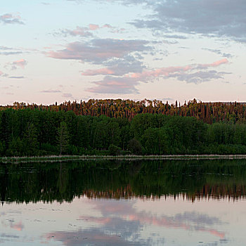 反射,树,湖,碧玉国家公园,艾伯塔省,加拿大