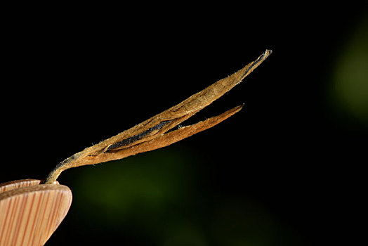 大金针茶叶细节特写