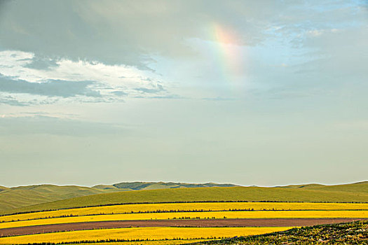内蒙古呼伦贝尔额尔古纳日落时分的根河湿地油菜花田