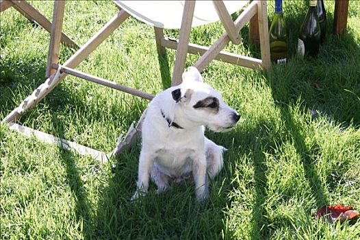 白色,狗,草丛,影子,折叠躺椅