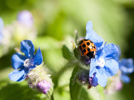 瓢虫,壳,上面,小,蓝花,户外,忘记,春天,日光
