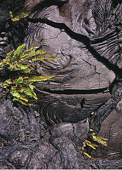植物,火山岩