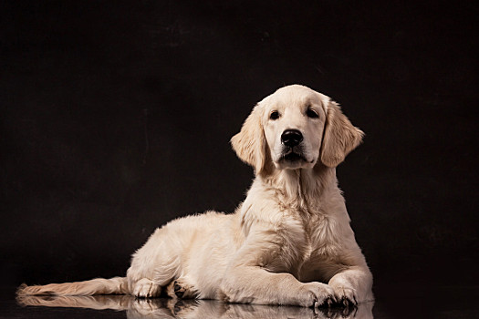 金毛猎犬图片