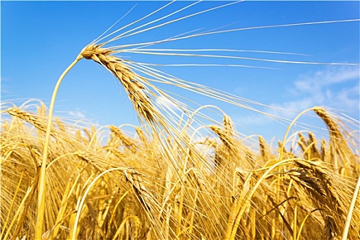 金色,小麦,庄稼地