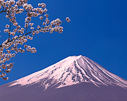 富士山,樱花