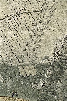 恐龙,脚印,白垩纪,时期,湖床,苏克雷,玻利维亚