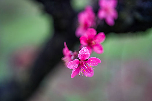 细雨中的桃花盛开烟雨迷蒙乱人眼