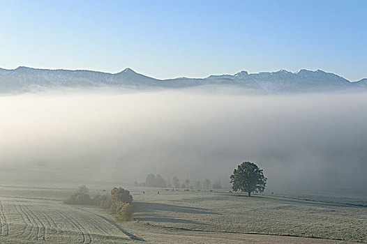 秋天,晨雾,靠近,陆地,地区,上巴伐利亚,巴伐利亚,德国,欧洲