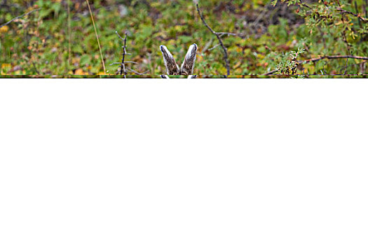 雪兔,德纳里峰国家公园,阿拉斯加