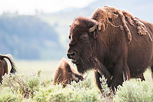 美洲野牛,放牧,山谷,黄石国家公园,怀俄明,美国