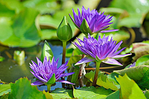 紫罗兰,莲花,莲属