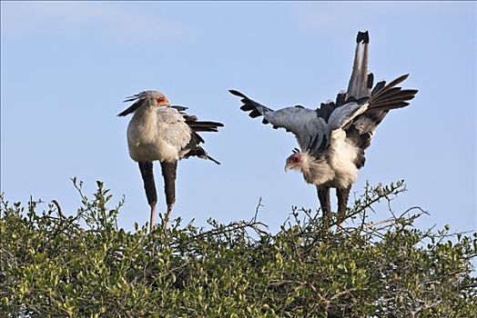 肯尼亚,一对,秘书,鸟,马赛马拉国家保护区