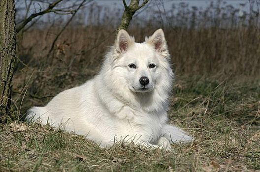 白色,母狗,卧,草丛
