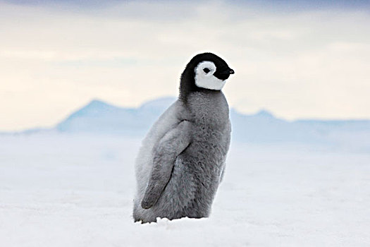 帝企鹅,幼禽,走,冰,雪丘岛,南极