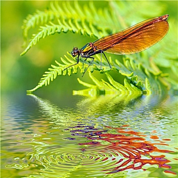 微距,蜻蛉,蕨,高处,水