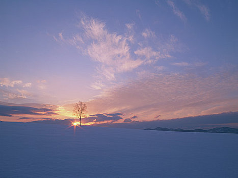 白桦,树,雪中,日落