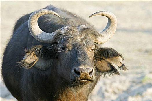 非洲水牛,南非水牛,乔贝国家公园,博茨瓦纳,非洲
