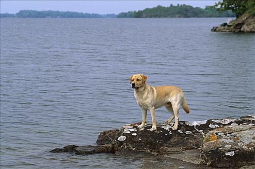 黄色拉布拉多犬,狗,站立,湖,岸边