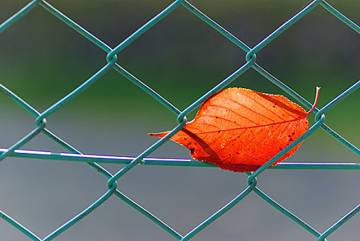 红色,叶子,困住,栅栏
