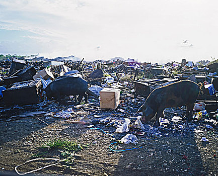 野猪,垃圾场,瓜德罗普,法国,西印度群岛