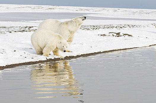 北极熊,母熊,幼兽,室外,早,秋天,岛屿,区域,北极圈,国家野生动植物保护区,阿拉斯加