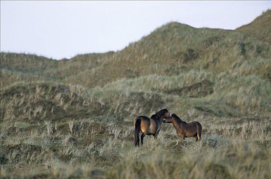 两个,埃斯姆尔,小马,站立,草,风景,特塞尔,荷兰