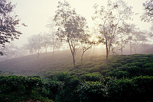 茶,产业,孟加拉,低,山,茶园,工人,部落,荫凉,树,只有,生长,植物