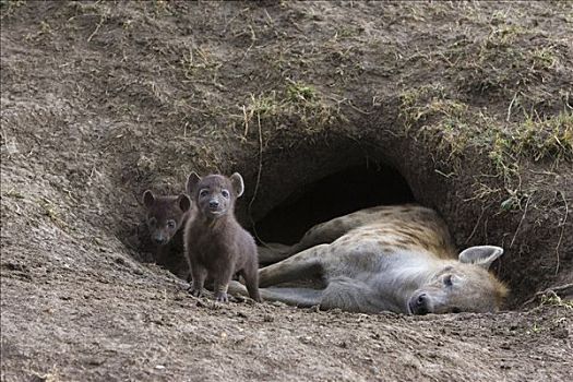 斑鬣狗,好奇,1个月大,幼兽,出现,窝,母兽,马赛马拉国家保护区,肯尼亚