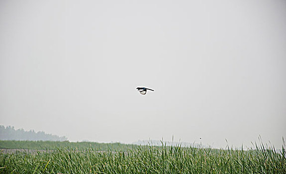 一只鸟儿在草地的上方飞过