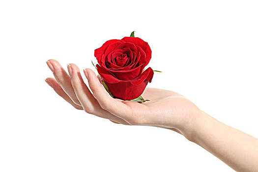 美女,握着,红玫瑰
