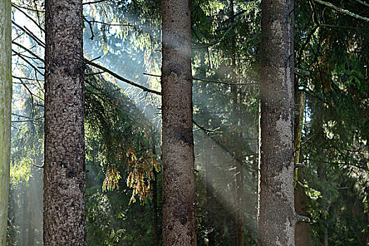 太阳光线,挪威针杉,欧洲云杉,树林,普拉蒂纳特,巴伐利亚,德国