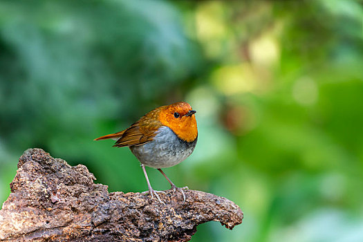栖息于林木稀疏的地方,于地上和接近地面觅食的日本歌鸲鸟